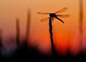 red dragonfly